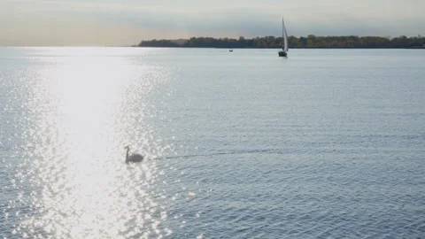 A distant view of swans and sailboats on the lake. Video stock 329201564