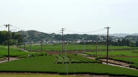 Distant View of Tea Fields in Wadaoka, Kakegawa, Shizuoka, Japan Stock Footage 335354718