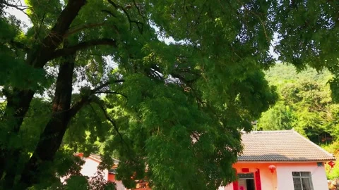 Distant view of tojie tree Stock Footage 347506022