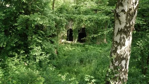 Distant View of Two Cave Entrances Overgrown with Ivy, Birch Tree Trunk in Stock Photos