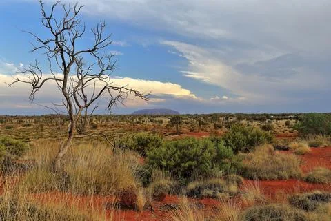 Distant view of Uluru-Ayers Rock framed by a dry tree. NT-AUS Foto stock