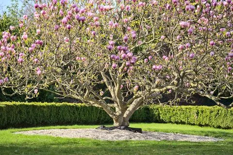 Distant view of wide low growing pink Chinese saucer magnolia blossoms Stock Photos