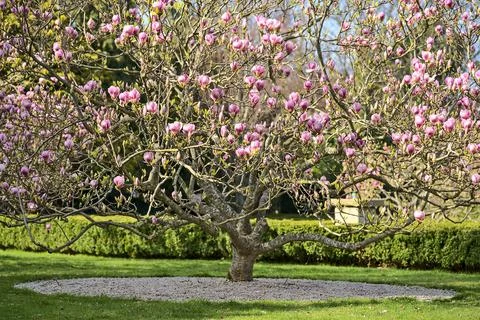 Distant view of wide low growing pink Chinese saucer magnolia blossoms Stock Photos
