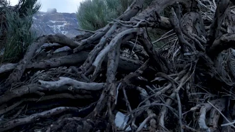 Distant Volcanic Ridge Surrounded By Tangled Roots. Windswept Shrubs And Rugged Stock Footage 328046094