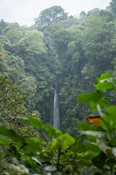 Distant Waterfall Through Blurred Tropical Leaves, Overcast Bali Stock Photos