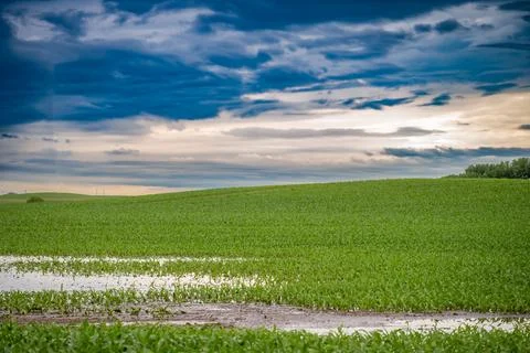 Distant Wet and muddy rows in a corn field after a rain downpour. Foto stock