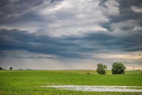 Distant Wet and muddy rows in a corn field after a rain downpour. Foto stock