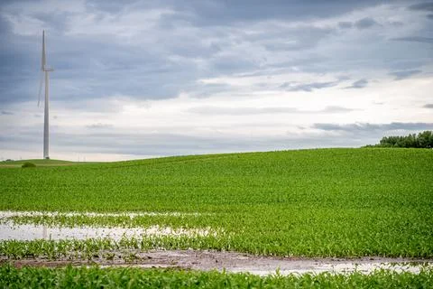Distant Wet and muddy rows in a corn field after a rain downpour. Stock Photos