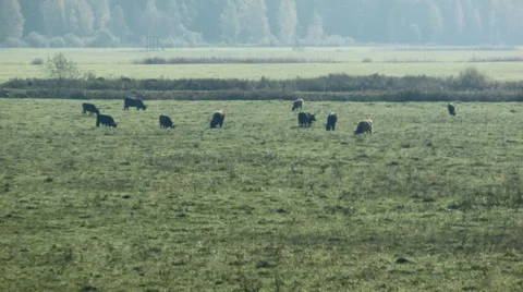 Distant wild cows in meadow Video stock 42474590
