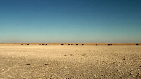 Distant wildebeest in desert landscape Video stock 56861069