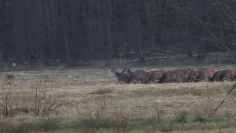 Distant wildlife shot of many deer feeding in a clearing, early spring with.. Video stock 306948746