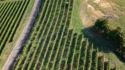 Distant Workers harvest grapes in the vineyards of Jurancon, France Stock Footage 346769407