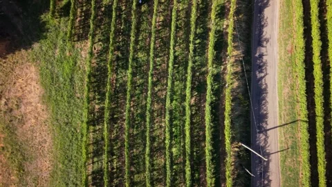 Distant Workers harvest grapes in vineyards located in Jurancon, France, Stock Footage 346769492