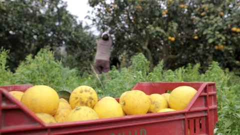 Distant workers harvesting bergamot fruit at organic farm Video stock 79506518