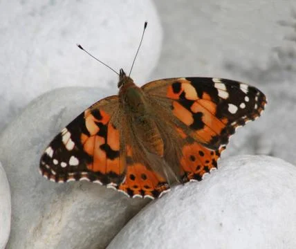 Distelfalter Foto stock