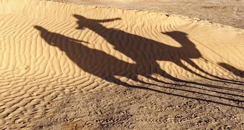 Distinct Long Shadows of Camel and Rider Cast Across Textured Desert Sand Dun Stock Photos