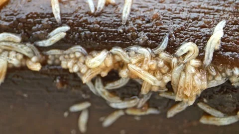 Distinct macro view: Larvae crisscrossing over decaying fruit. Stock Footage 250520426
