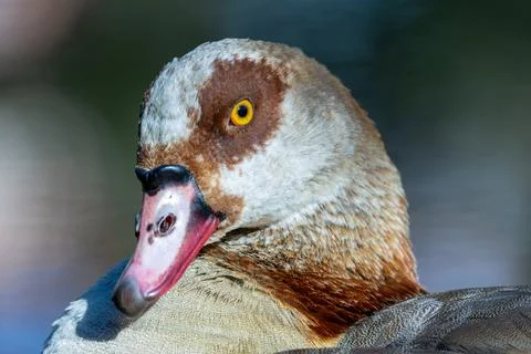 Distinctive African goose with chest patch and dark eye ring. Grazes on grass Stock Photos