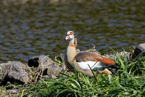 Distinctive African goose with chest patch and dark eye ring. Grazes on grass Stock Photos