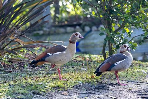 Distinctive African goose with chest patch and dark eye ring. Grazes on grass Stock Photos