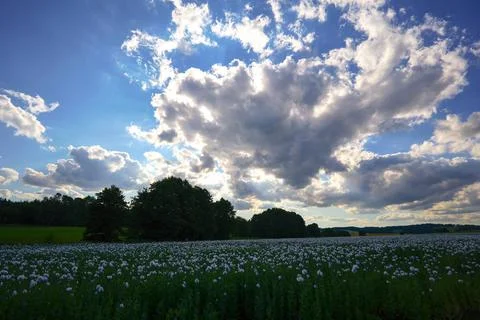 Distinctive clouds with the sun shining through over a poppy field Stock Photos