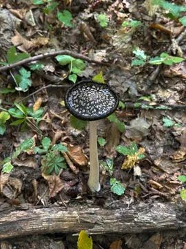 Distinctive dark wild mushroom with a patterned cap in the forest Stock Photos