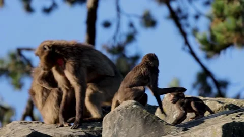 A distinctive feature of geladas (Theropithecus gelada) in slow motion. Stock Footage 229311091