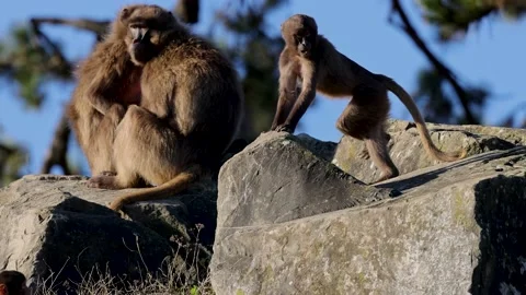 A distinctive feature of geladas (Theropithecus gelada) in 4K. Stock Footage 229311171