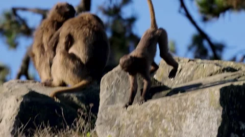 A distinctive feature of geladas (Theropithecus gelada) with hairless chest. Stock Footage 229311184