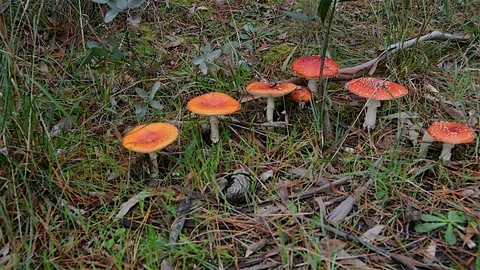 Distinctive Fly agaric fungus Stock Footage 129681664
