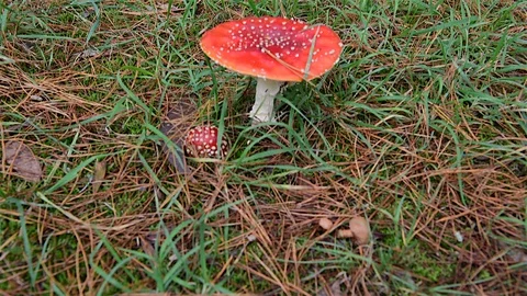 Distinctive Fly agaric fungus Stock Footage 129695617