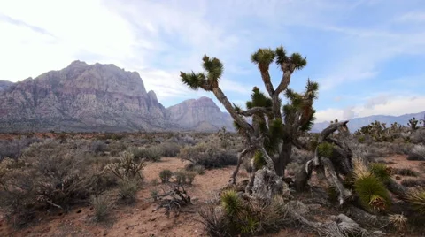 Distinctive Joshua Tree in the Mojave Desert Stock Footage 35155255