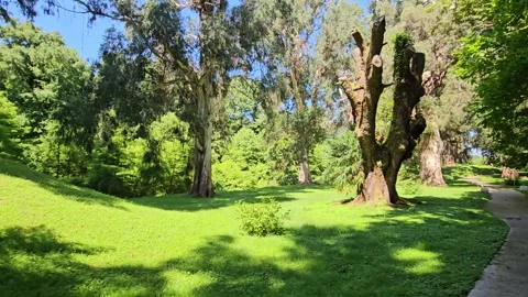 A distinctive pruned old tree stands beside a winding path and bright green lawn 库存影片 344886371