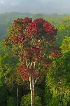 Distinctive Red Leaved Tree in the Rain Forest Canopy Photos