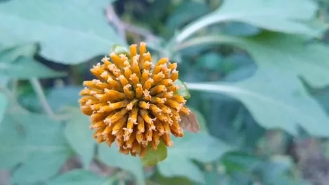 Distinctive round orange yellow flower head of the Kadam tree in full bloom Stock Footage 340780860