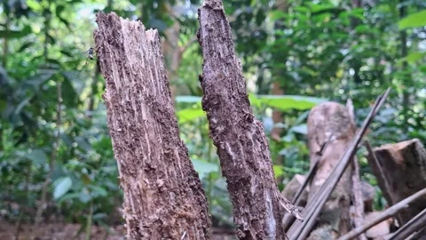 A distinctive striped wasp on rough Stock Footage 341678970