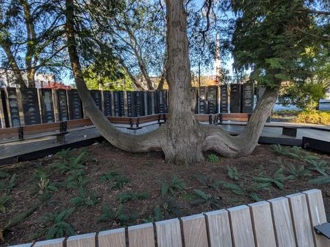 Distinctive tree with sweeping curved branches near an memorial wall Stockfoto's
