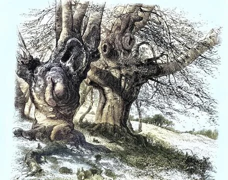 Distinctive trees, natural monument, old gnarled beeches, historic head beeches, Stock Illustration