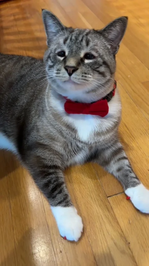Distinguished Cat Wears a Bow Tie, Belews creek, North Carolina, USA - 24 Nov 20 Stock Footage 321712807