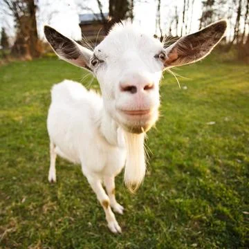 Distorted goat Distorted goat look and smile, closeup muzzle Copyright: xZ... Stock Photos