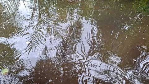 Distorted Palm Leaf Reflection On Tidal Flood Water Stock Photos