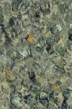 Distorted pebbles beneath the surface of the water Stock Photos