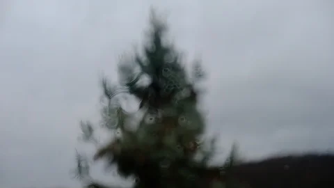 Distorted Pine Tree Abstract (Defocused) Stock Footage 121796857