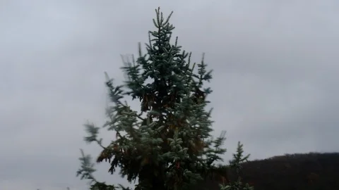 Distorted Pine Tree Abstract (Focused) Stock Footage 121796878
