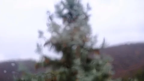 Distorted Pine Tree Abstract (Tilting Up) Stock Footage 121796424