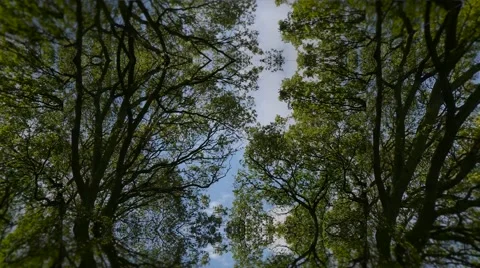 Distorted view trees in forrest Stock Footage 64853929