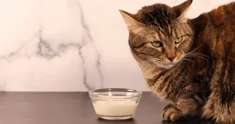 Distracted Cat with bowl of Milk interruprted uneasy expression footage Stock Footage 125452191