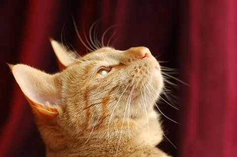 Distracted cat Stock Photos