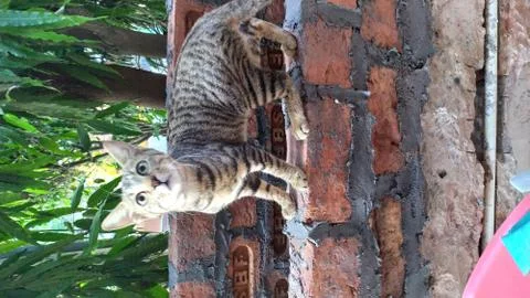 A Distracted cat Stock Photos