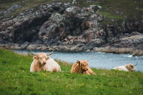 Distracted highland cows Stock Photos
